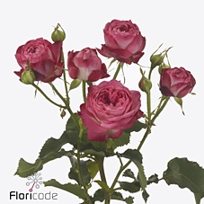 Rosa spray magic trendsetter