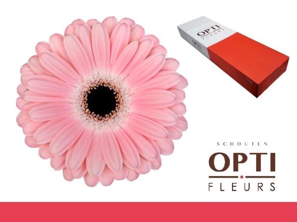 <h4>Gerbera Dulcie Doos</h4>