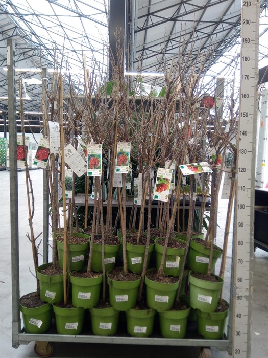 <h4>Ribes uva-crispa</h4>