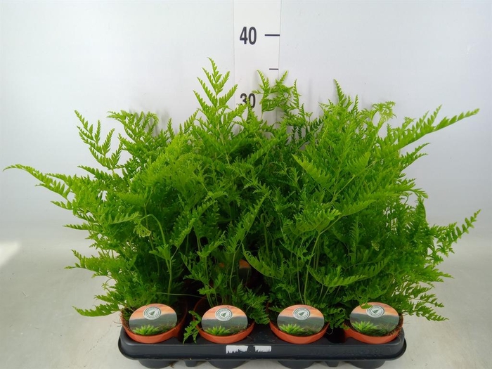 <h4>Pteris straminea</h4>