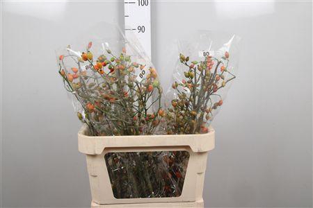 <h4>Rosa Zaffiro</h4>