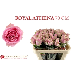 R GR ATHENA ROYALE