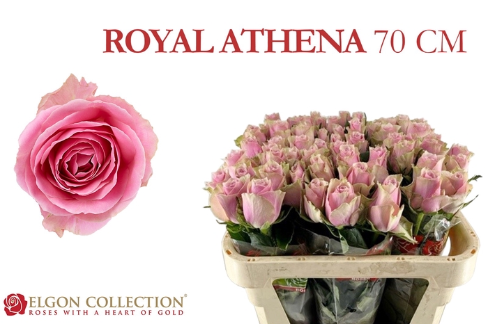 R Gr Athena Royale