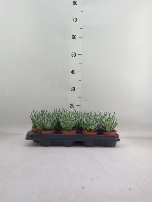 <h4>Aloe humilis</h4>
