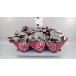 Begonia BD rex 'Hawaiian Silver'