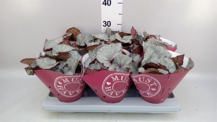<h4>Begonia BD rex 'Hawaiian Silver'</h4>