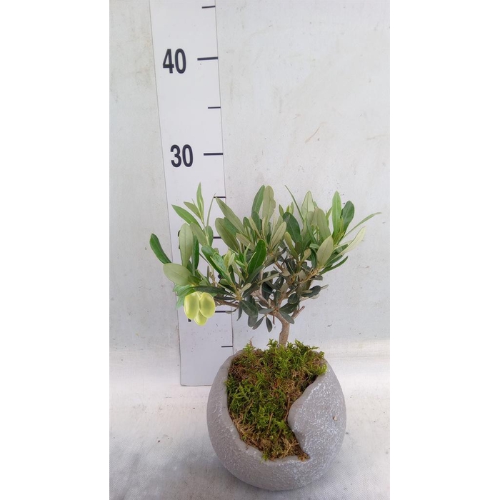 <h4>Arr.   Tuinplanten L%</h4>