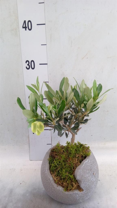 <h4>Arr.   Tuinplanten L%</h4>