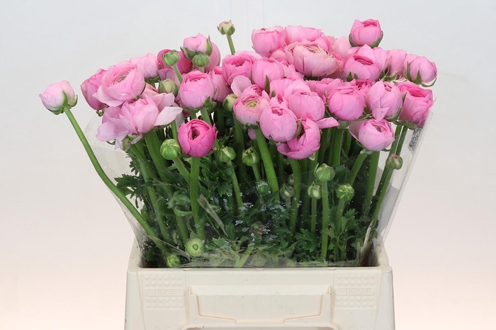 <h4>Ranunculus Elegance Pink</h4>