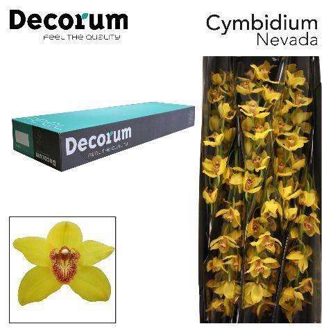 <h4>CYMB T NEVADA Decorum 80cm.</h4>