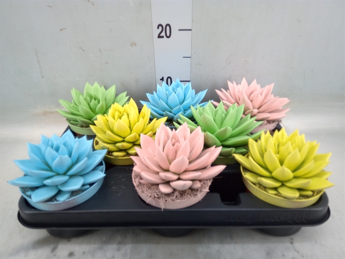 <h4>Echeveria  'Miranda'</h4>