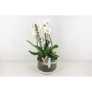 arr2 PL - Glas cilinder phal. wit std