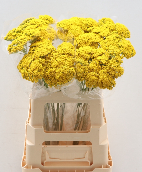 <h4>ACHIL F PARK VARIETY</h4>