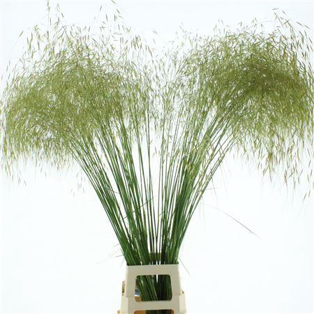 <h4>Stipa Gold</h4>