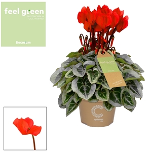 Cyclamen SS Picasso Red FEEL GREEN Decorum