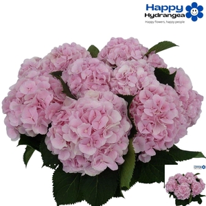 HYDR M CH VERENA