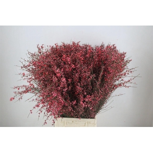 Ginster 400gr Red P Bunch