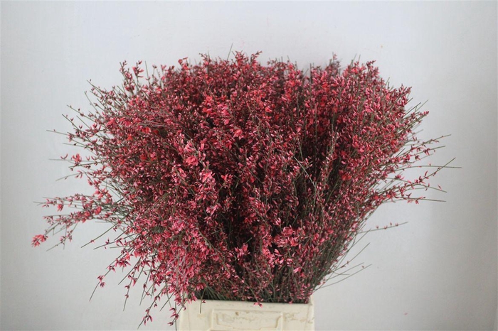 <h4>Ginster 400gr Red P Bunch</h4>