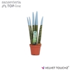 Sansevieria VELVET TOUCHZ® Pastel Blauw
