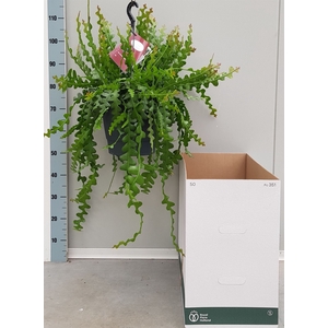 Epiphyllum anguliger