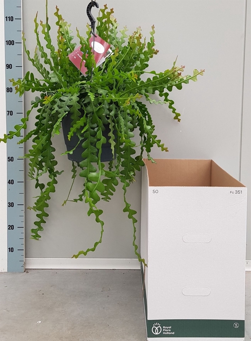 <h4>Epiphyllum anguliger</h4>