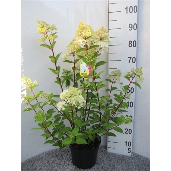 <h4>Hydrangea pan. Magical Andes 40-50 P23</h4>