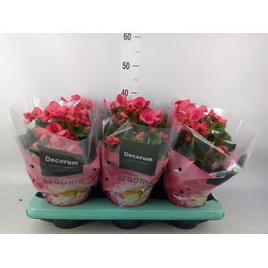 Begonia elat. DU 'Serena'