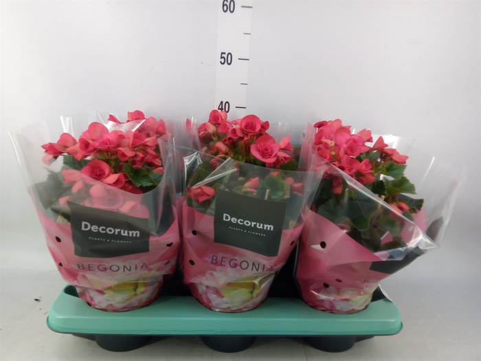 <h4>Begonia elat. DU 'Serena'</h4>