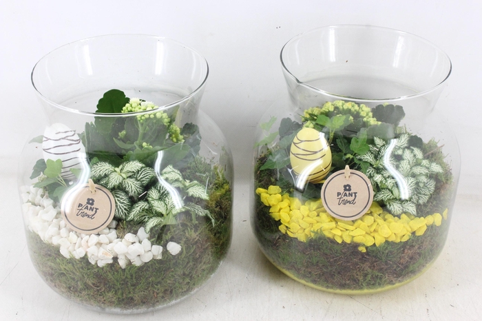 <h4>arr2 PL - Glas candy x2 - geel/wit</h4>