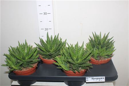 <h4>Aloe Safari Kerio</h4>
