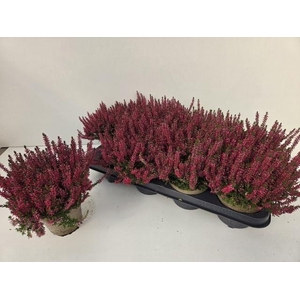 CALLU GA G FRANCA