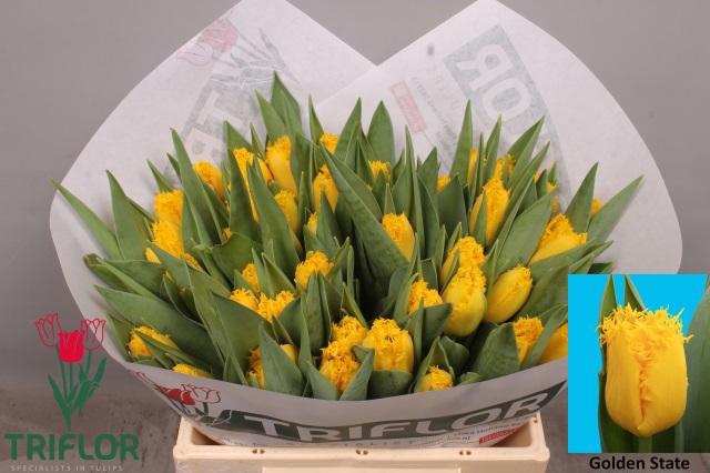 <h4>TU FR GOLDEN STATE</h4>