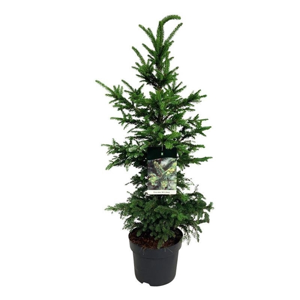 <h4>Picea abies 'Will's Zwerg'</h4>