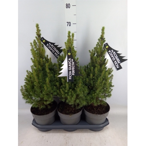 Picea glauca 'Perfecta'