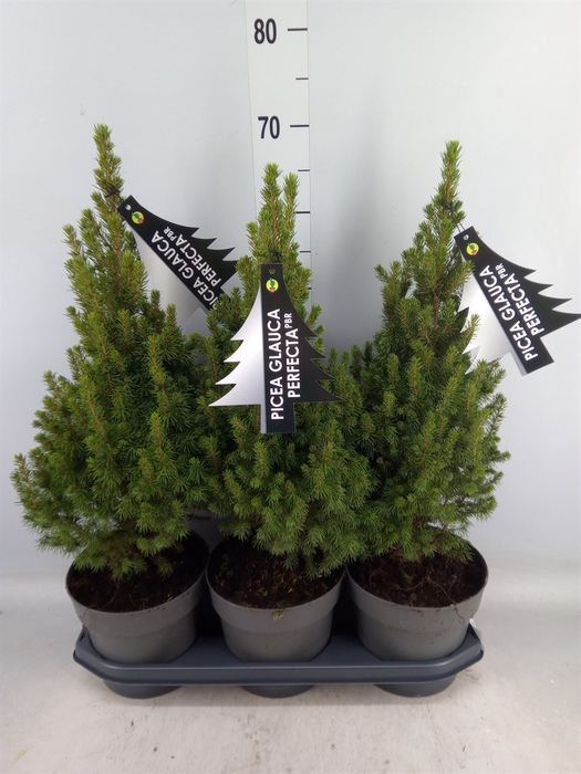 <h4>Picea glauca 'Perfecta'</h4>