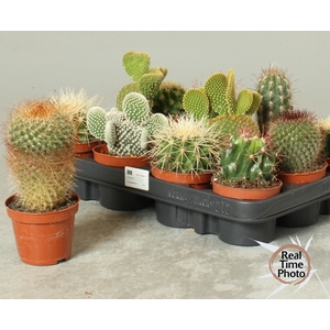 CACTUS OV