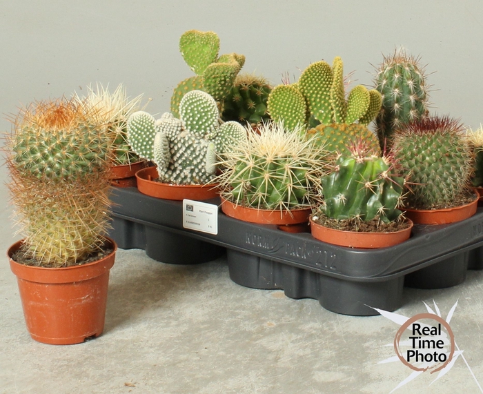 <h4>CACTUS OV</h4>