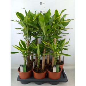 Dracaena frag.   ...mix 3