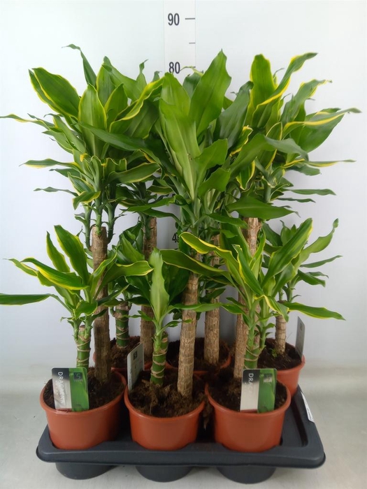 <h4>Dracaena frag.   ...mix 3</h4>