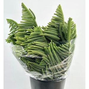 Leaf conifer araucaria araucana
