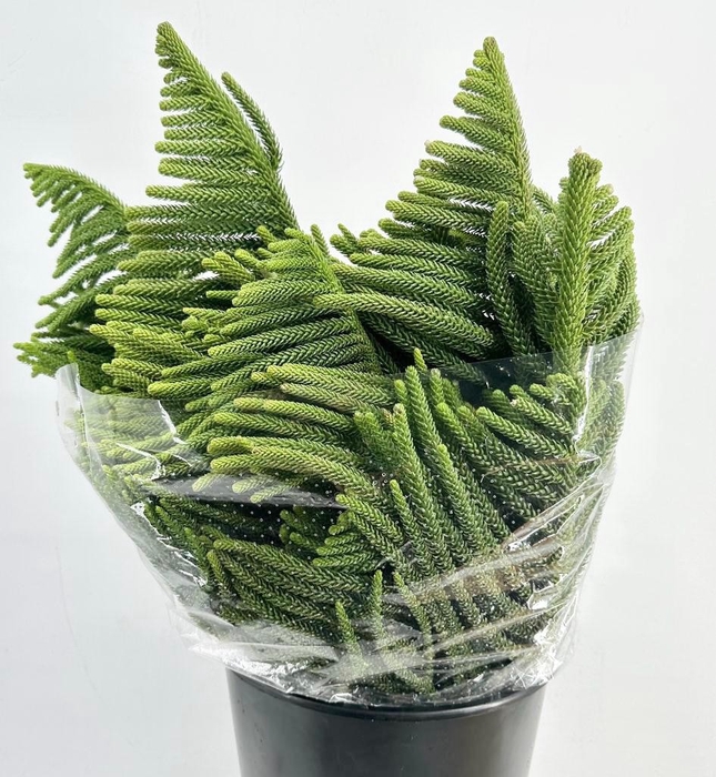 <h4>Leaf conifer araucaria araucana</h4>