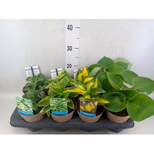 Hosta   ...