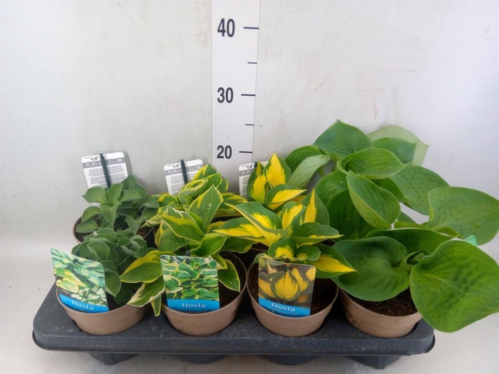 <h4>Hosta   ...</h4>