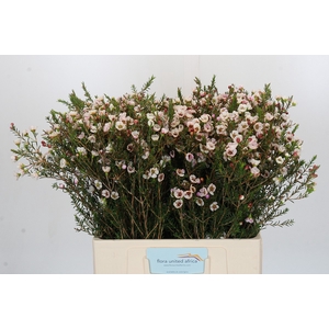 Chamelaucium Moonlight Delight