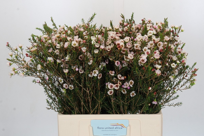 <h4>Chamelaucium Moonlight Delight</h4>