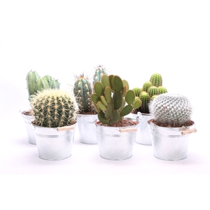 CACTUS OV