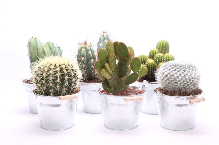 <h4>CACTUS OV</h4>