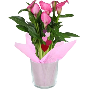 Zantedeschia gemengd Calla Moederdag mix in glaspot