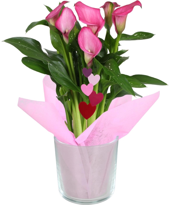 <h4>Zantedeschia gemengd Calla Moederdag mix in glaspot</h4>