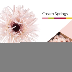 Gerbera cream springs